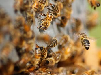 Bienen